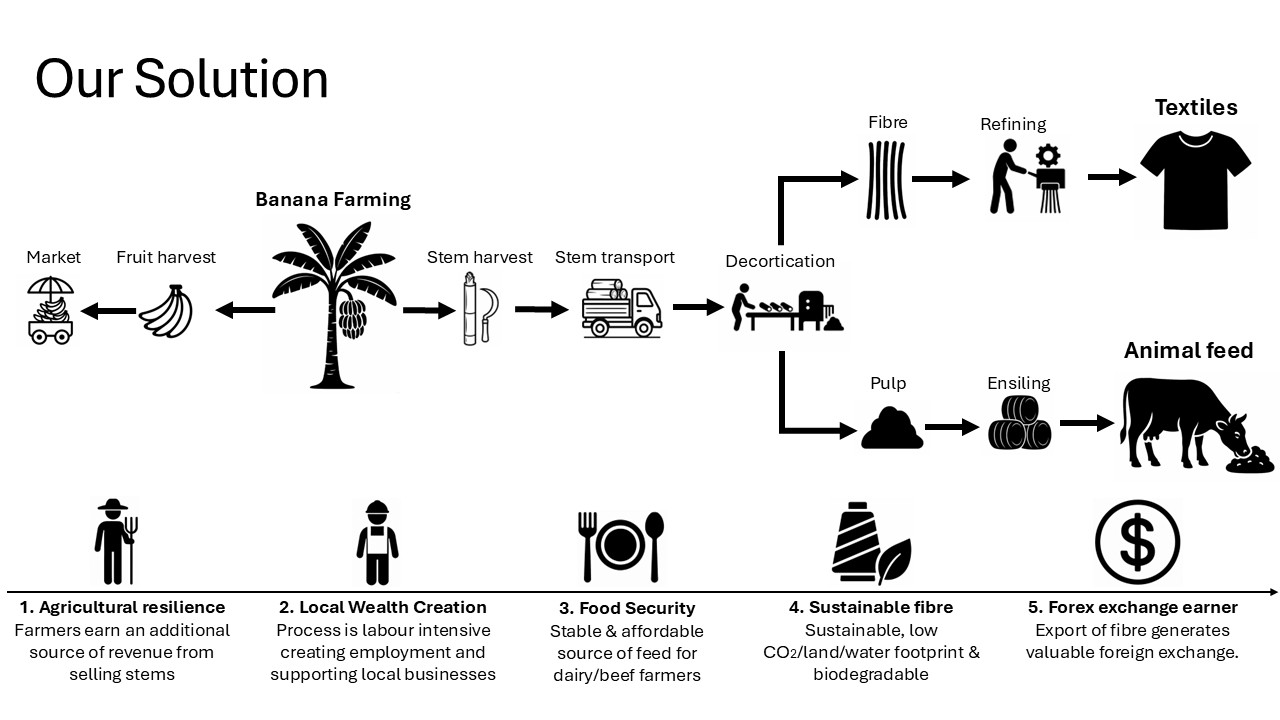 Banana stem processing diagram: farming and fruit harvest, stem transport and decortication, fibre refined for textiles, pulp ensiled for animal feed, with benefits for agricultural resilience, local employment, food security, sustainable fibre, and export earnings