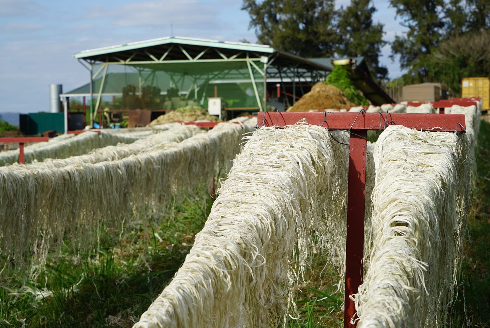 Rows of pineapple fibre drying on outdoor racks at the facility