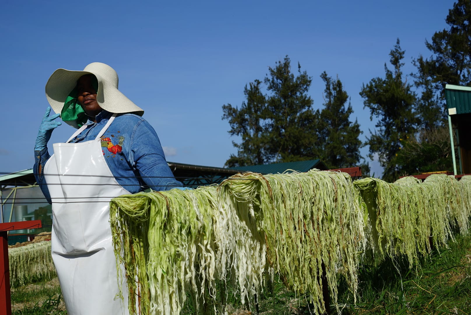Worker beside outdoor pineapple fibre drying racks