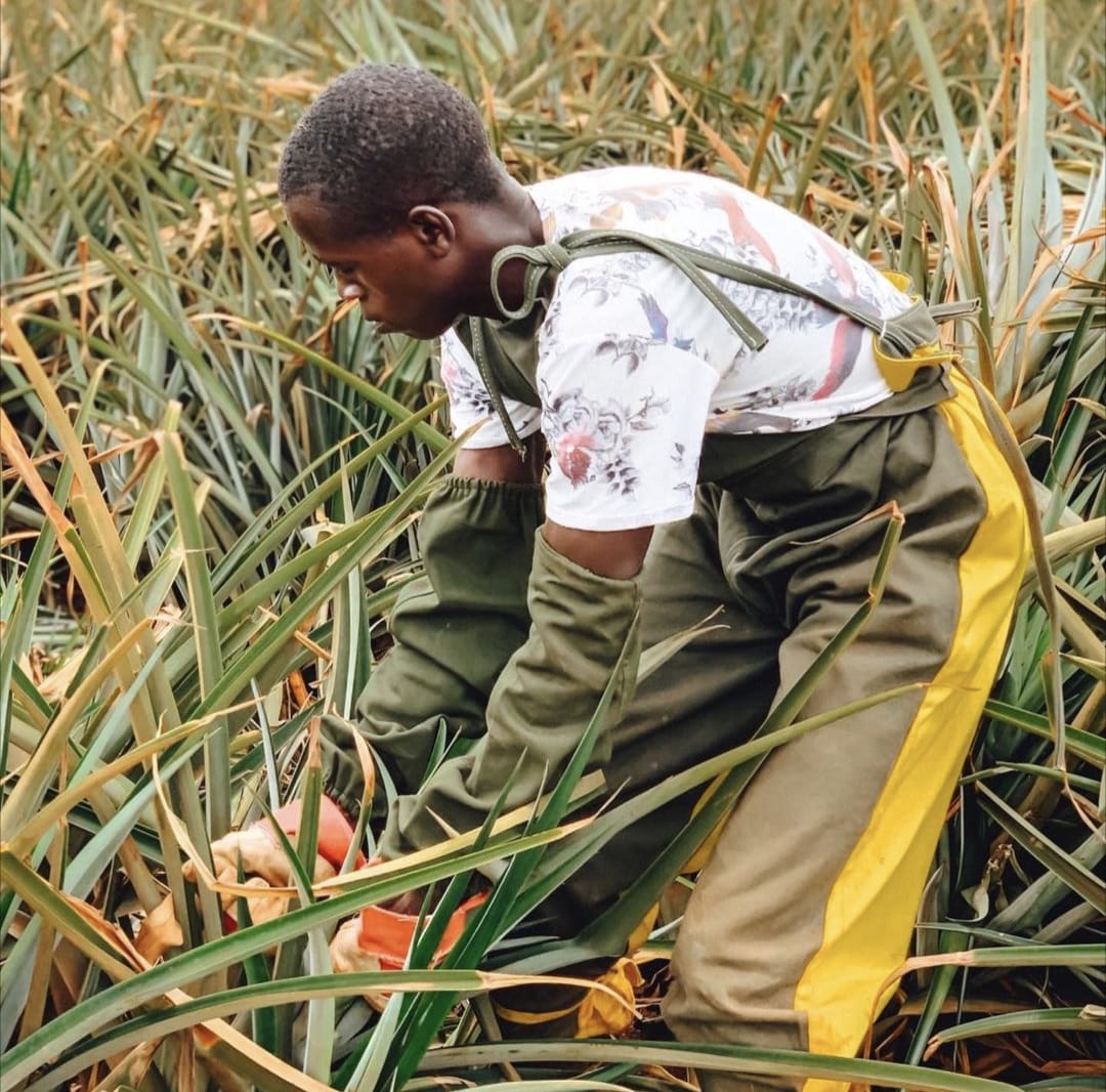 Worker harvesting pineapple leaves in the plantation